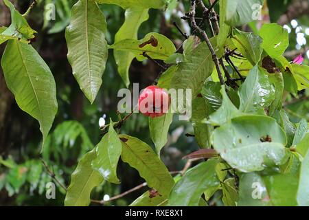 Close up dei diversi tipi di frutta appesi sugli alberi presi sulle isole Seicelle Foto Stock