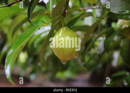 Close up dei diversi tipi di frutta appesi sugli alberi presi sulle isole Seicelle Foto Stock