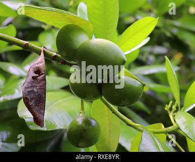 Close up dei diversi tipi di frutta appesi sugli alberi presi sulle isole Seicelle Foto Stock