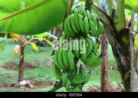 Close up dei diversi tipi di frutta appesi sugli alberi presi sulle isole Seicelle Foto Stock