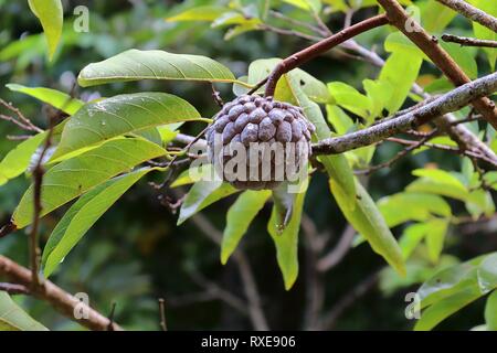 Close up dei diversi tipi di frutta appesi sugli alberi presi sulle isole Seicelle Foto Stock