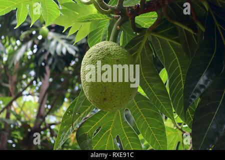 Close up dei diversi tipi di frutta appesi sugli alberi presi sulle isole Seicelle Foto Stock