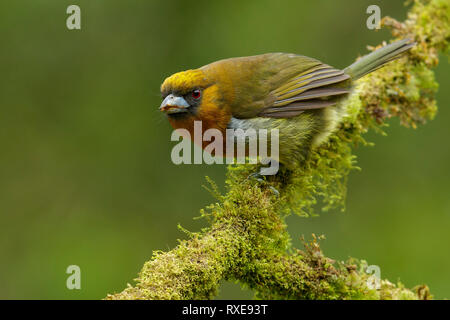 Nasello fatturati Barbet (Semnornis frantzii) appollaiato su un ramo in Costa Rica. Foto Stock