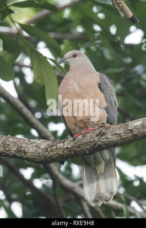 Anello-tailed Pigeon (Patagioenas caribaea) appollaiato su un ramo in Giamaica nel Mar dei Caraibi. Foto Stock