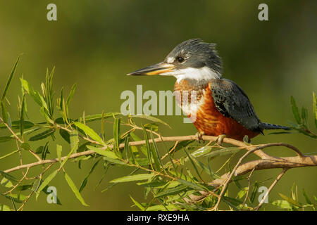 Di inanellare Kingfisher (Megaceryle torquata) nella regione Pantalal del Brasile Foto Stock