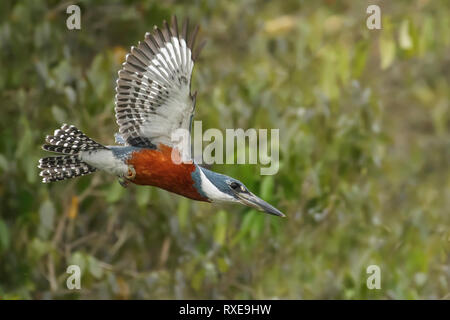 Di inanellare Kingfisher (Megaceryle torquata) nella regione Pantalal del Brasile. Foto Stock