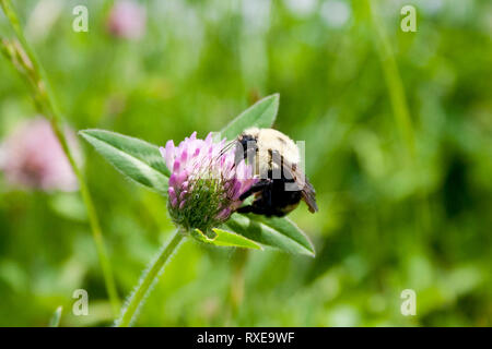 American Bumblebee (Bombus pensylvanicus), la raccolta del polline di un trifoglio rosso (Trifolium finzione) tra uno sfondo di piante verdi e trifoglio rosso Foto Stock