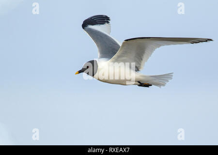 Sabine Gabbiano (Xema sabini) volare sopra un piccolo stagno sulla tundra nel nord dell'Alaska. Foto Stock