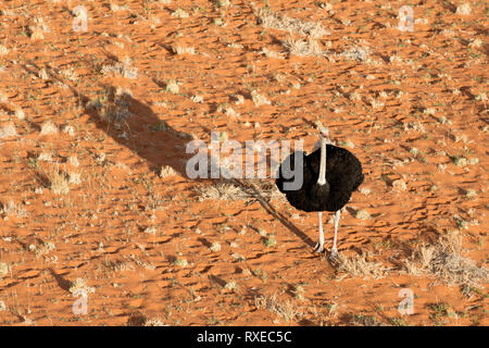 Ostrich dal di sopra del Naukluft National Park, Namibia. Foto Stock