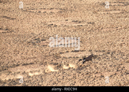 Oryx in esecuzione su cerchi di fata del Namib Naukluft National Park Foto Stock