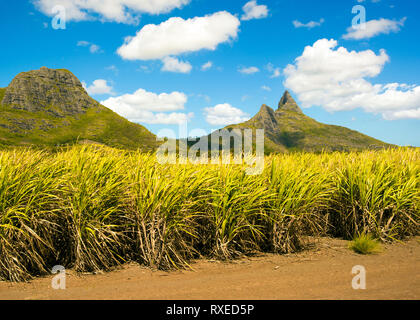 Il paesaggio luminoso di campi di canna da zucchero vicino alle montagne sull'Isola Mauritius Foto Stock