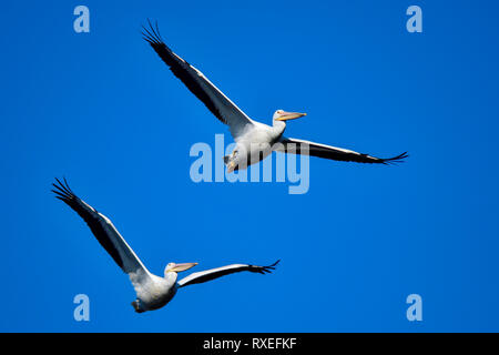 Americano bianco Pellicano Foto Stock