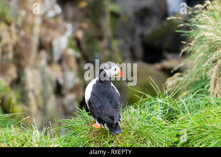 Atlantic puffin dal fiordo Borgarfjordur, est dell'Islanda. In Islanda la fauna selvatica. Puffin comune. Fratercula arctica Foto Stock