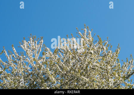 Treetop di una fioritura di alberi da frutta Foto Stock