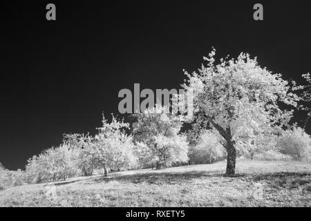 Frutteto con vecchi alberi da frutto sul prato in bianco e nero a infrarossi Foto Stock