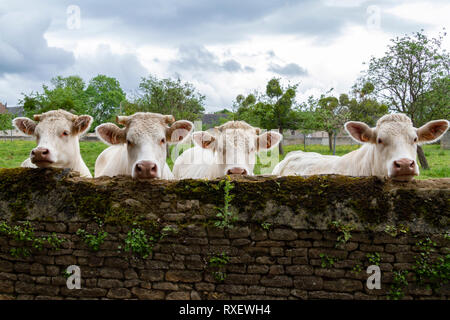Curioso mucche con le corna a punta guardando sopra un muro di pietra in Hermanville sur Mer, Normandia, Francia. Essi sembrano essere Charolais bestiame. Foto Stock