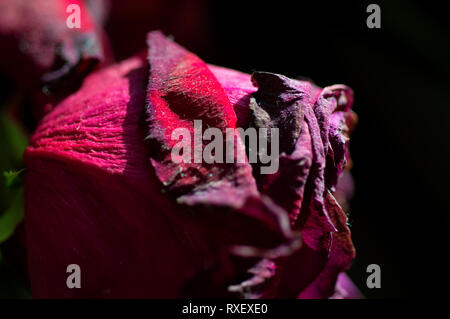 Un close-up immagine di una rosa in presenza di luce solare, che ha asciugato fino leggermente Foto Stock