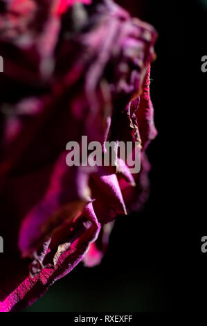 Un close-up immagine di una rosa in presenza di luce solare, che ha asciugato fino leggermente Foto Stock