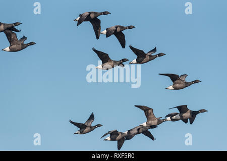 Dark-panciuto Brent oche (Branta bernicla) battenti Foto Stock