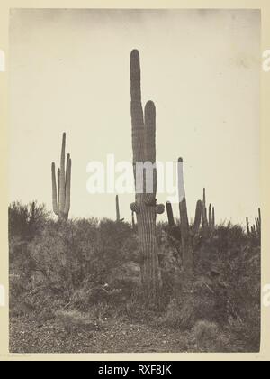 Cereus Giganteus, Arizona. Timothy O'Sullivan; American, nato in Irlanda, 1840-1882. Data: 1871. Dimensioni: 27,4 x 20,1 cm (l'immagine/carta); 49,8 x 38,2 cm (album). Albume stampa, dall'album "geografiche & esplorazioni geologiche e sondaggi a ovest del meridiano del centenario", vol. 2. Origine: Stati Uniti. Museo: Chicago Art Institute. Foto Stock