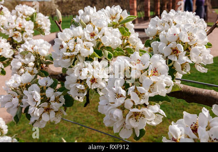 Fioritura Espaliered rami di alberi da frutto in un giardino in primavera. Foto Stock