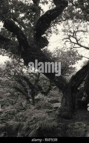 Wistman il legno: antico bosco di querce, ripetutamente stregata Dartmoor Devon, Regno Unito. Film in bianco e nero fotografia Foto Stock