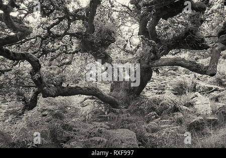 Wistman il legno: antico bosco di querce, ripetutamente stregata Dartmoor Devon, Regno Unito. Film in bianco e nero fotografia Foto Stock