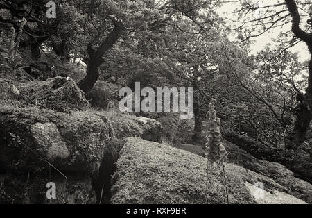 Wistman il legno: antico bosco di querce, ripetutamente stregata Dartmoor Devon, Regno Unito. Film in bianco e nero fotografia Foto Stock