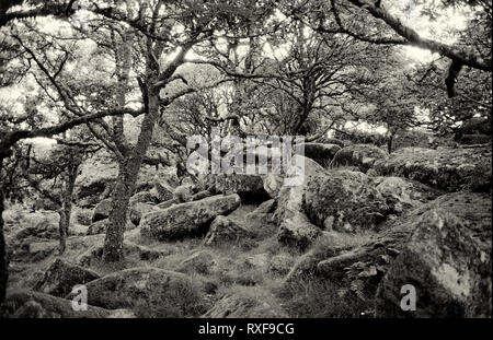 Wistman il legno: antico bosco di querce, ripetutamente stregata Dartmoor Devon, Regno Unito. Film in bianco e nero fotografia Foto Stock