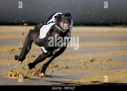 Levriero in esecuzione su un greyhound racing via Foto Stock