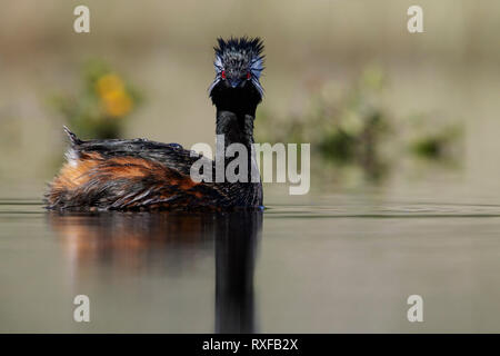 Bianco-tufted Grebe (Rollandia rolland) nuotare in un piccolo lago in Cile. Foto Stock