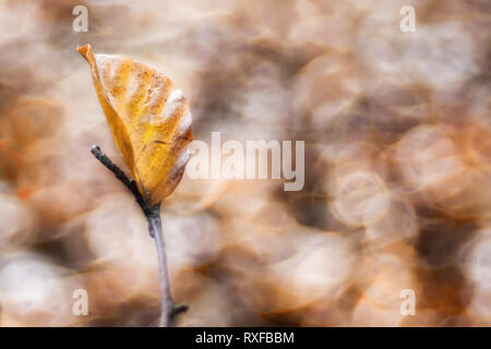 Einzelnes Laub, Blatt un einem Zweig im Sonnenlicht, strukturiertes Altglas Bokeh di fondo Foto Stock