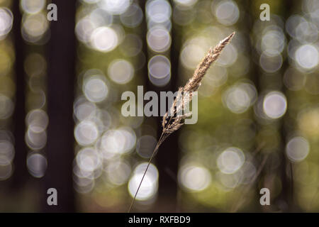 Grashalm im Sonnenlicht mit schönem Blasen Bokeh als Hintergrund Foto Stock