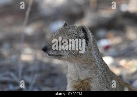 La mangusta, Kgalagadi Parco transfrontaliero Safai Foto Stock