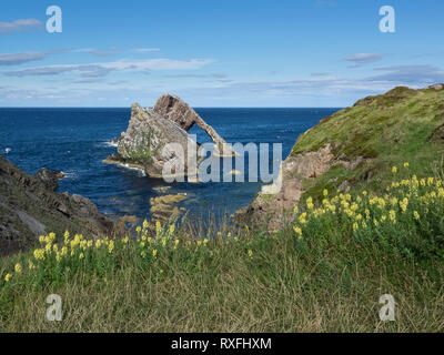 Bow Fiddle Rock con fiori nel selvaggio in primo piano su un luminoso giorno d'estate. Portknockie, murene, Scozia Foto Stock