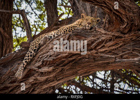Leopard dormire nella struttura ad albero Foto Stock
