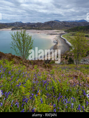 Gruinard Bay con bluebells in primo piano, Wester Ross, Scozia Foto Stock