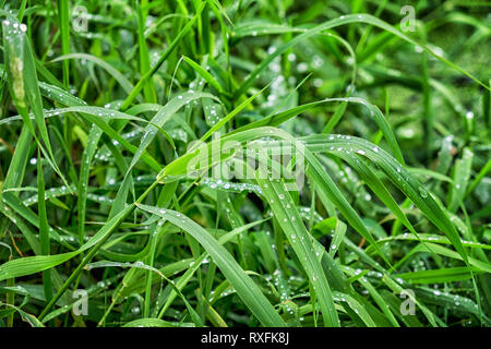 Fresco di erba verde con gocce di acqua Foto Stock