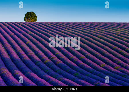 Estate in Provenza. Campi di lavanda a Valensole. Foto Stock