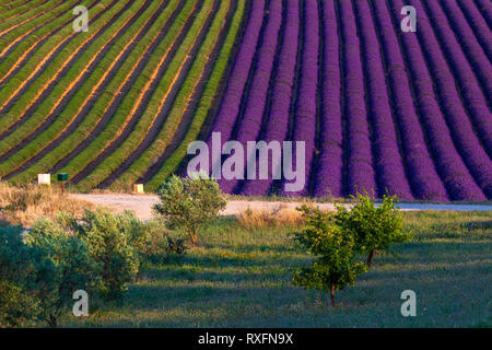Estate in Provenza. Campi di lavanda a Valensole. Foto Stock