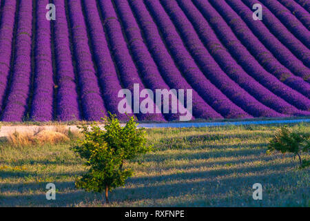 Estate in Provenza. Campi di lavanda a Valensole. Foto Stock