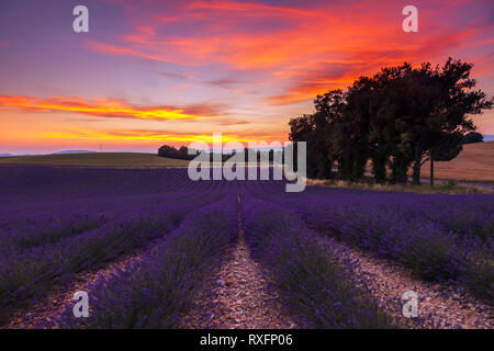 Estate in Provenza. Campi di lavanda a Valensole. Foto Stock