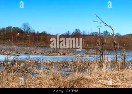 Una palude, inondato i campi in primavera, wild paludi Foto Stock