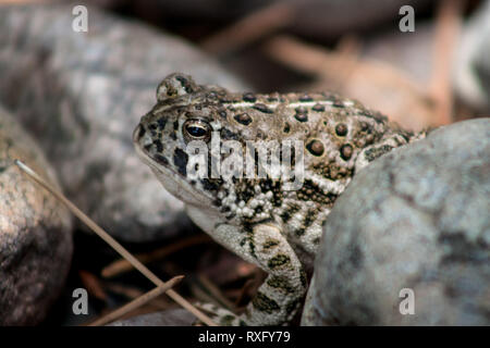 Una montagna rocciosa toad contempla la vita nei pressi di Wheatland, Wyoming Foto Stock