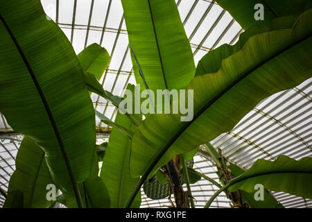 Glasgow Giardini Botanici - grandi foglie verdi sotto il soffitto di vetro Foto Stock