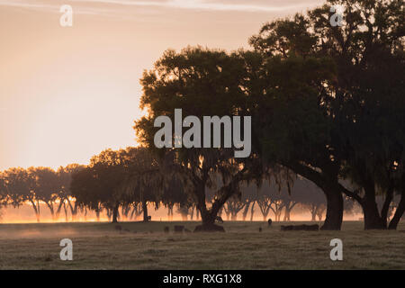 Alba su un Central Florida ranch con muschio Spagnolo da drappeggi alberi maestosi. Foto Stock