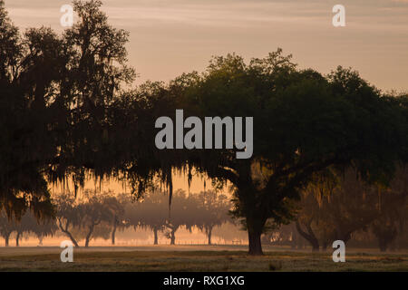 Alba su un Central Florida ranch con muschio Spagnolo da drappeggi alberi maestosi. Foto Stock