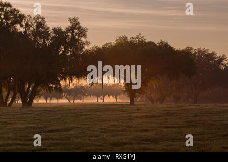 Alba su un Central Florida ranch con muschio Spagnolo da drappeggi alberi maestosi. Foto Stock