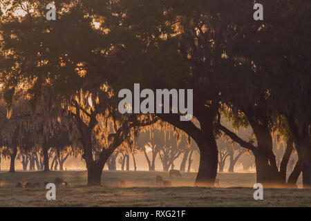 Alba su un Central Florida ranch con muschio Spagnolo da drappeggi alberi maestosi. Foto Stock