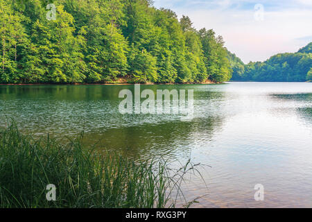 Lo splendido paesaggio vicino al lago tra bosco di faggio con riva erbosa. tranquillo paesaggio estivo nel pomeriggio. La posizione della Slovacchia, vihorlat. viaggi popolari Foto Stock